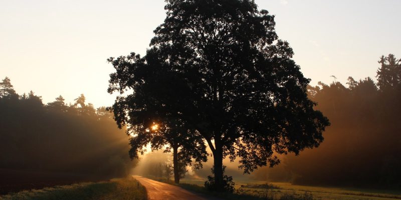 Il coronavirus tuo alleato: spunti di coaching per gestire un’emergenza che sembra non finire mai