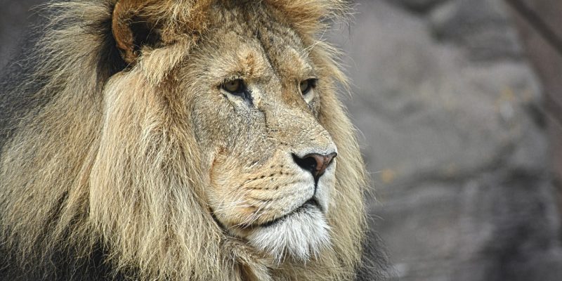 Tarocchi – L’Arcano “La Forza”