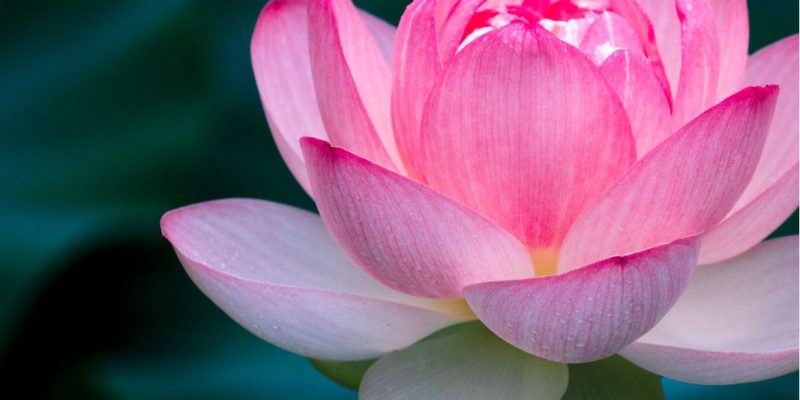 La Donna Medicina – Colei che rinasce dal fango