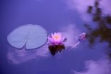 La Meditazione Vipassana