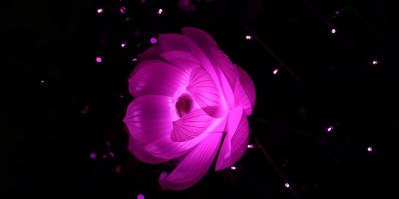 La formica che credeva di essere Dio