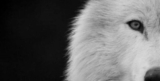 Quando il tuo sguardo penetra troppo…