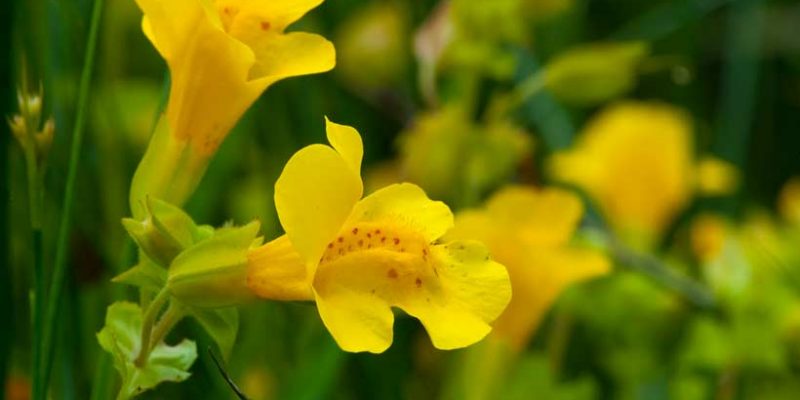 Fiore di Bach Mimulus per fiducia e coraggio