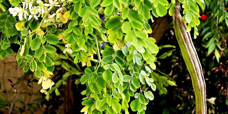 Moringa Oleifera: usi alimentari e benefici