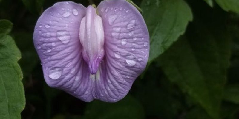 La Sacra Intimità della Natura
