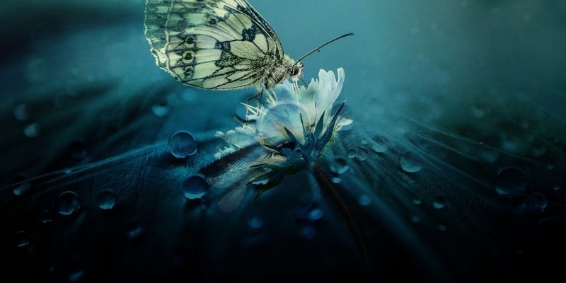 Trasformarsi in se stessi