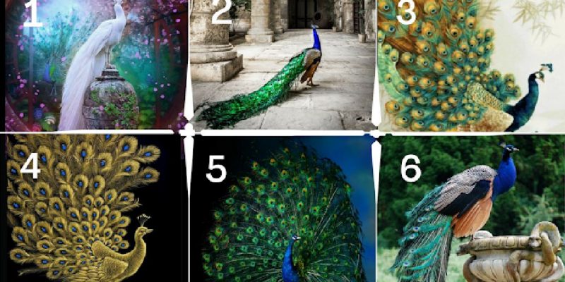Scegli come manifestare la tua bellezza in modo naturale