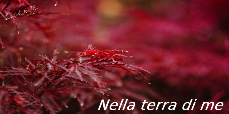 Nella terra di me