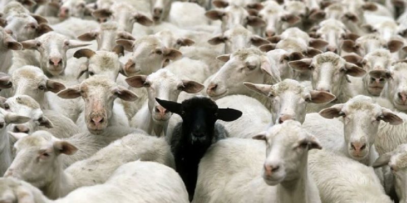 Lealtà Familiare, Karma Familiare…