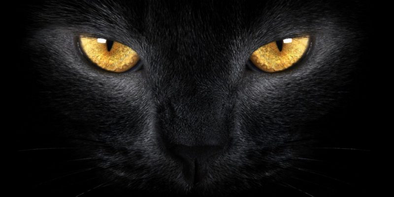 L’animale interiore: un potente alleato