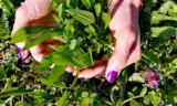 I doni di nostra Madre Terra: la Piantaggine