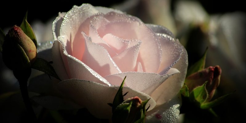 Una prima Goccia di Pioggia