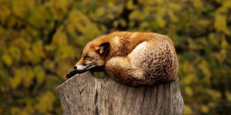 Il Potere del Riposo