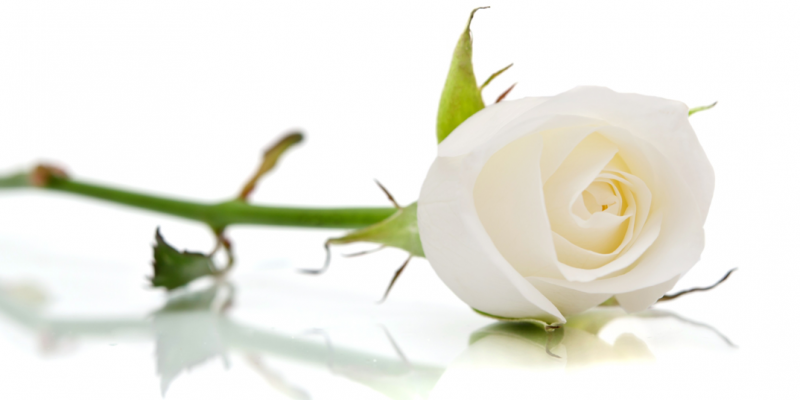 Il linguaggio segreto dei fiori – La Rosa Bianca: Io sono la Dea