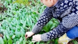 I doni di Madre Terra: l’Aglio Orsino