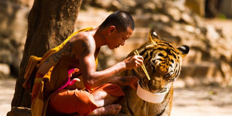 La Tigre e il Monaco: documentario di un amicizia realizzabile
