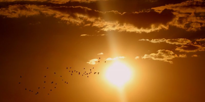 SOWELU – La Runa del Sole