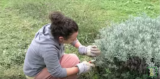 Come fare la talea di Lavanda