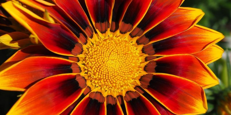 L’Essenza del Tantra Reiki