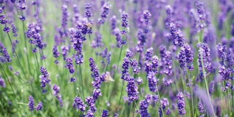 Lavanda: proprietà e modalità d’uso
