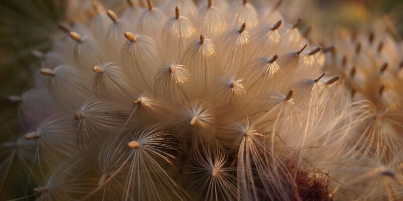 Piante, Magia e Astrologia