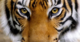 La Storia della Tigre in mezzo alle Capre