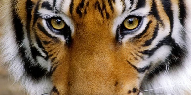 La Storia della Tigre in mezzo alle Capre