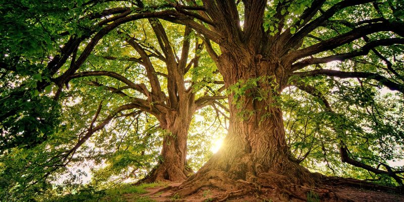 Cosa fare per prendersi cura dello Spirito del Bosco?